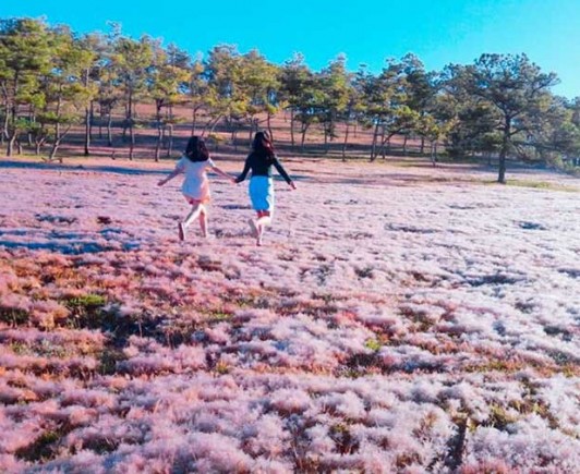 pink-grass-dalat