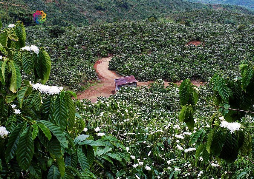 coffee plantation